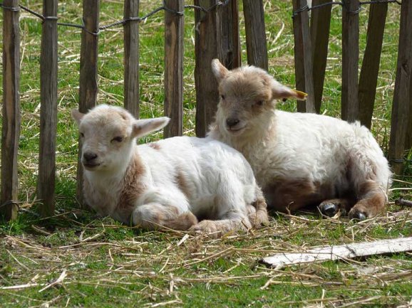 Bébés mouton à la Ferme du Piqueur